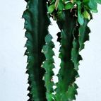 Collecion de SORO