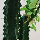 Collecion de SORO