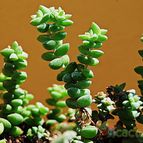 Collecion de SORO