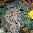 Collecion de SORO