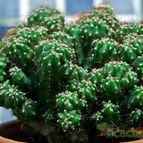 Collecion de SORO