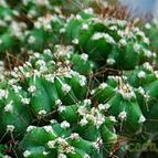 Collecion de SORO