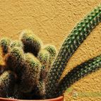 Collecion de SORO