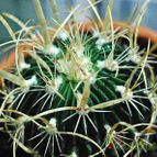 Collecion de SORO