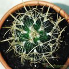 Collecion de SORO
