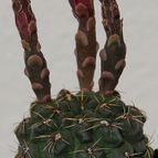 Collecion de SORO