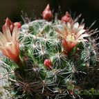 Collecion de SORO