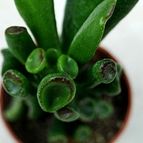 Collecion de SORO