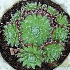 Collecion de SORO