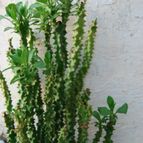 Collecion de SORO