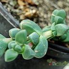 Collecion de SORO