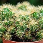 Collecion de SORO