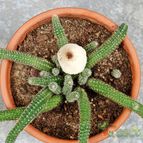 Collecion de SORO