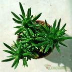 Collecion de SORO