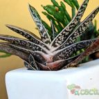 Collecion de SORO