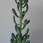 Collecion de SORO