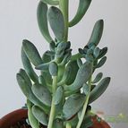 Collecion de SORO