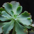 Collecion de SORO
