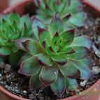Collecion de SORO