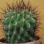 Collecion de SORO
