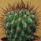 Collecion de SORO