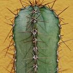 Collecion de SORO