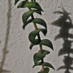 Collecion de SORO