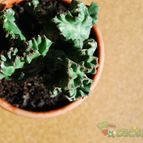 Collecion de SORO