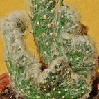Collecion de SORO