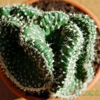 Collecion de SORO