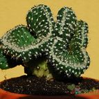 Collecion de SORO