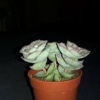 Collecion de SUSANAB