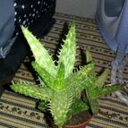 Collecion de SUSANAB