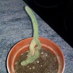 Collecion de SUSANAB