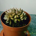 Collecion de SUXX