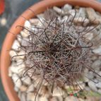 Collecion de Selva