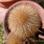 Collecion de Selva