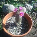Collecion de Selva