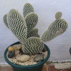 Collecion de Seth