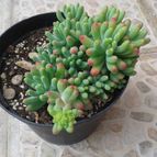 Collecion de Seth