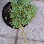 Collecion de Seth