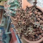 Collecion de Siddartha