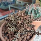 Euphorbia lenewtonii  