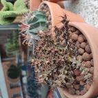 Collecion de Siddartha