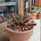 Collecion de Siddartha