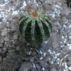 Echinopsis cv. HAKU-JO MARU