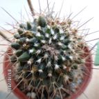 Collecion de Sonny17
