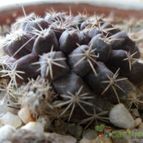 Collecion de Sonny17