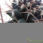 Collecion de Sonny17