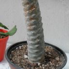 Collecion de Sonny17